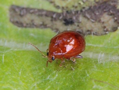Réf. 120 603 : Sphaeroderma rubidum