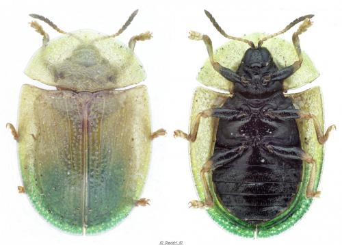 Réf. 120 286 : Cassida rubiginosa