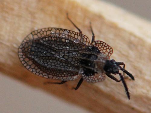 Kalama tricornis