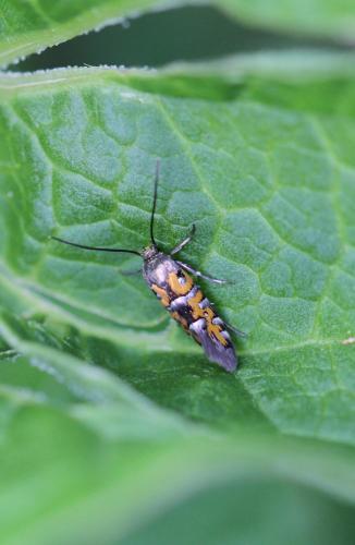 Réf. 120 964 : Heliodines roesella