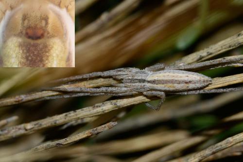 Réf. 120 354 : Tibellus macellus