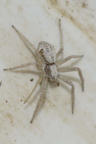 Pulchellodromus pulchellus
