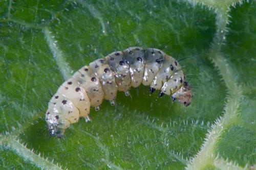 Epermenia chaerophyllella