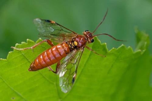 Réf. 120 710 : Tenthredopsis nassata