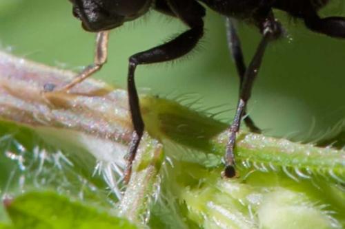 Cheilosia sp.