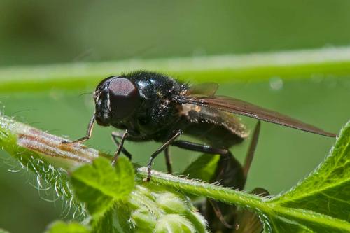 Cheilosia sp.