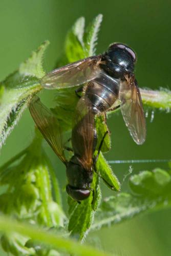 Réf. 120 633 : Cheilosia sp.