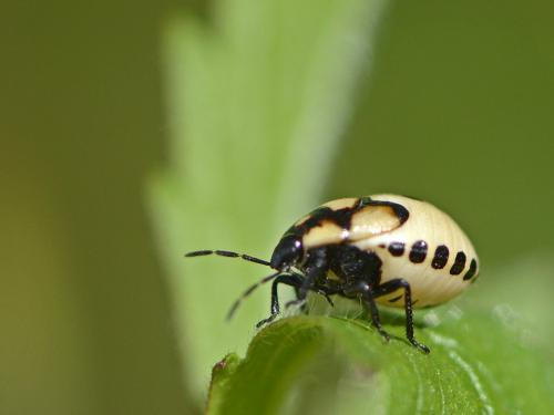 Tritomegas bicolor