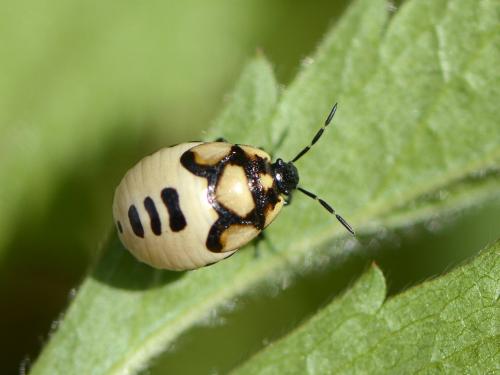 Réf. 120 195 : Tritomegas bicolor