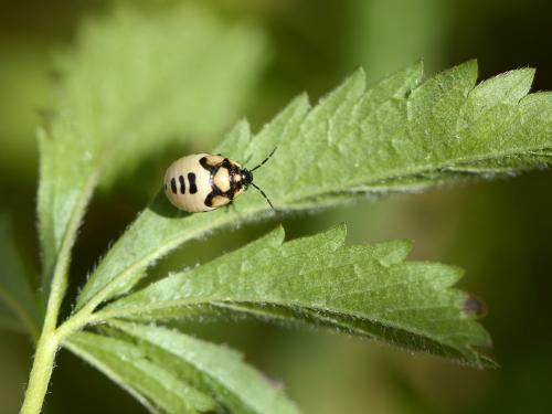 Tritomegas bicolor
