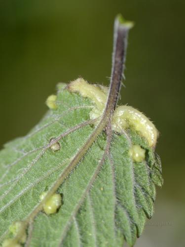Dasineura urticae
