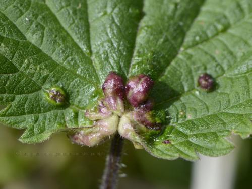 Dasineura urticae