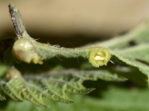 Dasineura urticae