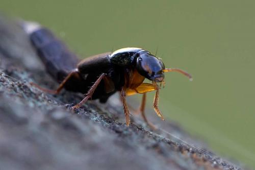 Réf. 120 109 : Quedius sp.
