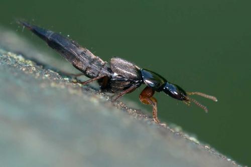 Réf. 120 104 : Quedius sp.