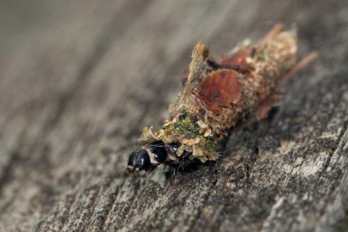 Proutia betulina