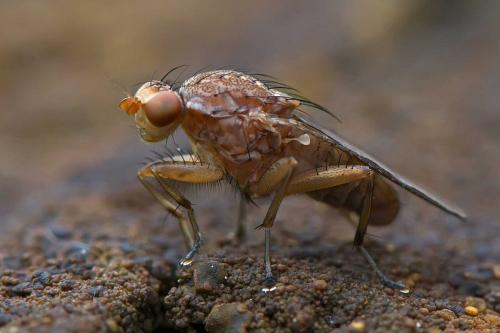 Suillia gigantea