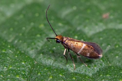 Micropterix aruncella