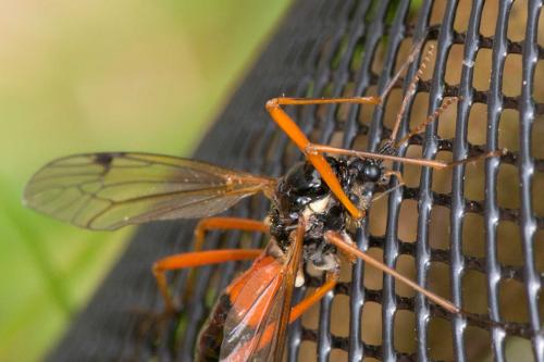 Tanyptera atrata