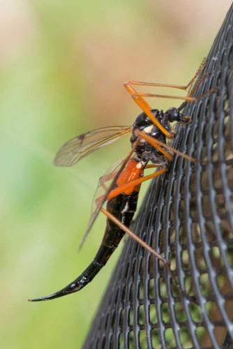 Tanyptera atrata