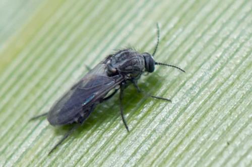 Réf. 120 274 : Dasyhelea sp.