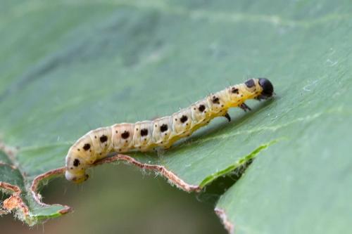 Réf. 120 266 : Yponomeuta malinellus
