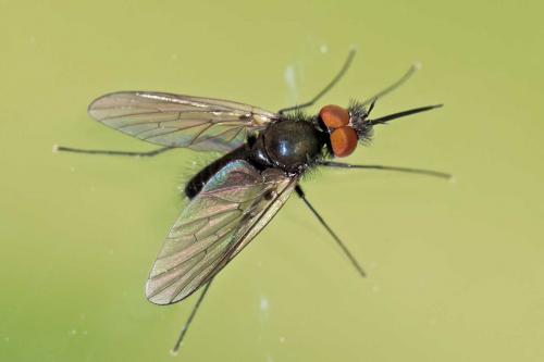 Phthiria sp.