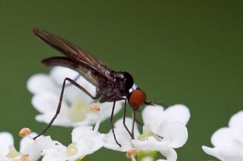 Réf. 120 879 : Rhamphomyia sp.