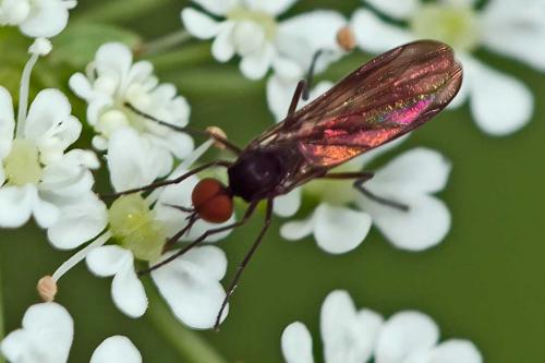 Réf. 120 880 : Rhamphomyia sp.