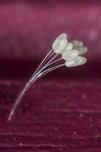 Réf. 120 892 : Pseudomallada sp.