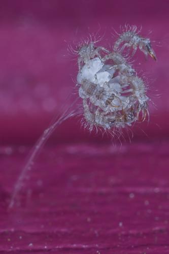 Réf. 120 893 : Pseudomallada sp.