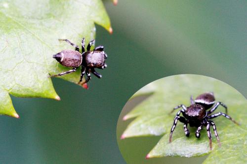 Heliophanus tribulosus