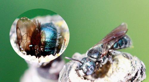 Ceratina sp.
