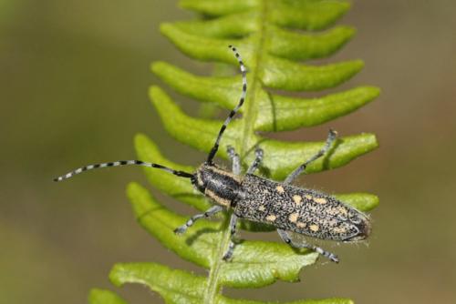 Saperda populnea