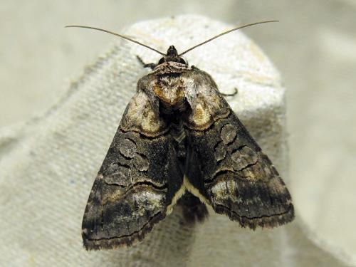 Abrostola asclepiadis