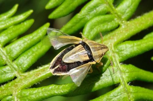 Aelia acuminata