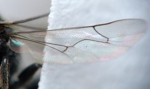 Psenulus fuscipennis