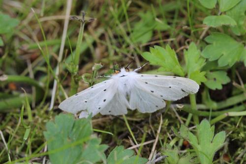 Diaphora mendica