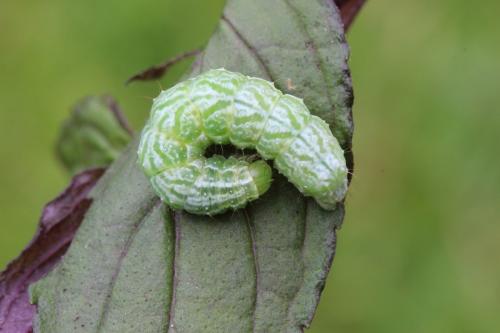 Réf. 120 676 : Diachrysia chrysitis