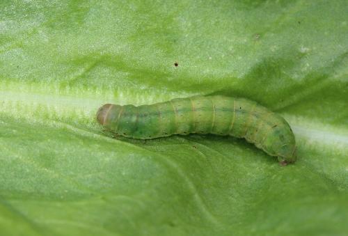 Agrochola lychnidis