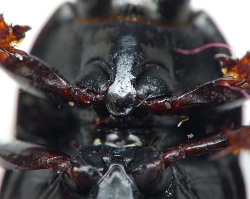 Amara fulvipes