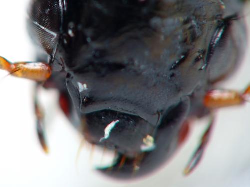 Amara fulvipes