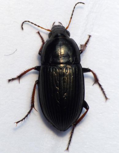Amara fulvipes