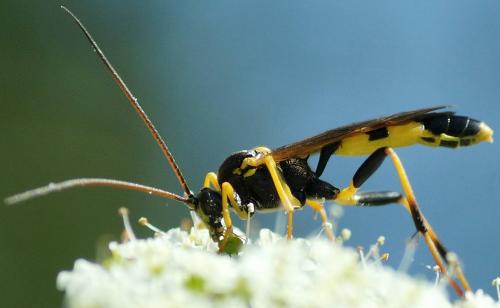 Réf. 120 813 : Amblyteles armatorius