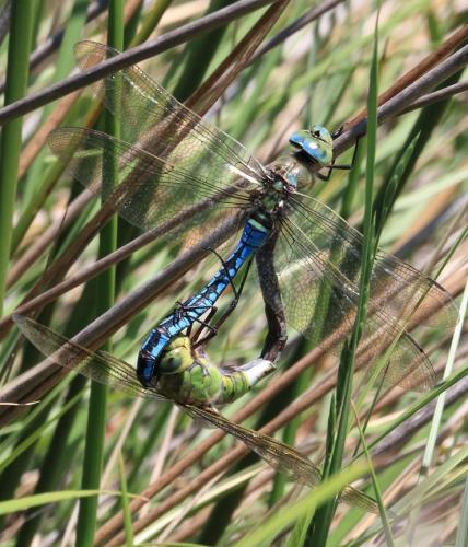 Anax imperator