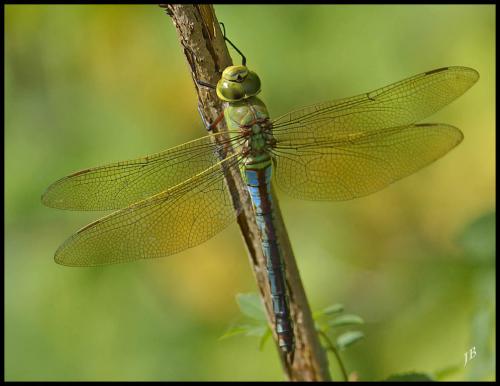 Réf. 120 007 : Anax imperator