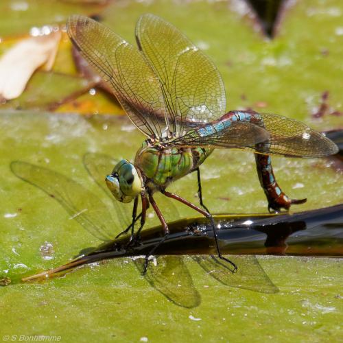 Réf. 120 775 : Anax imperator
