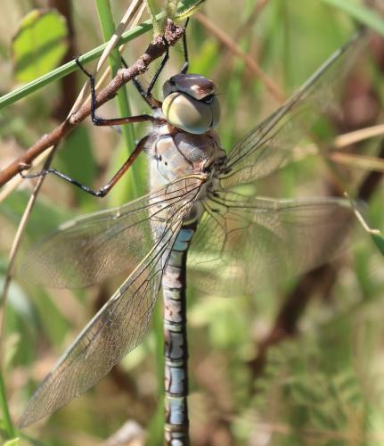 Anax parthenope