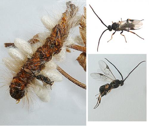 Réf. 120 152 : Microgastrinae inconnu