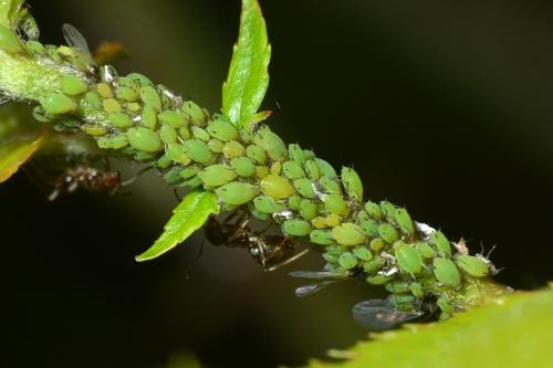 Aphis spiraecola